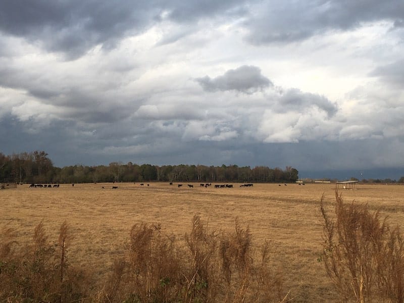 Alabama cow pasture with cloudy skies