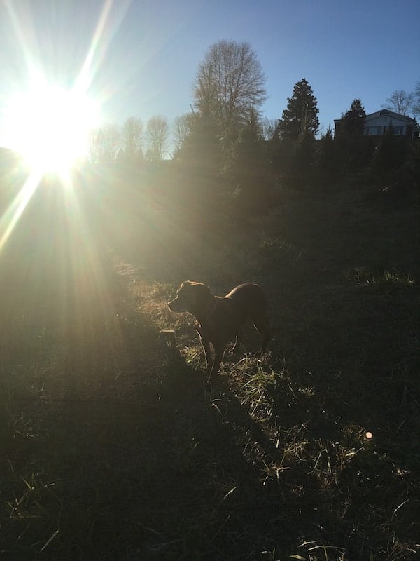 dog with sun coming through trees