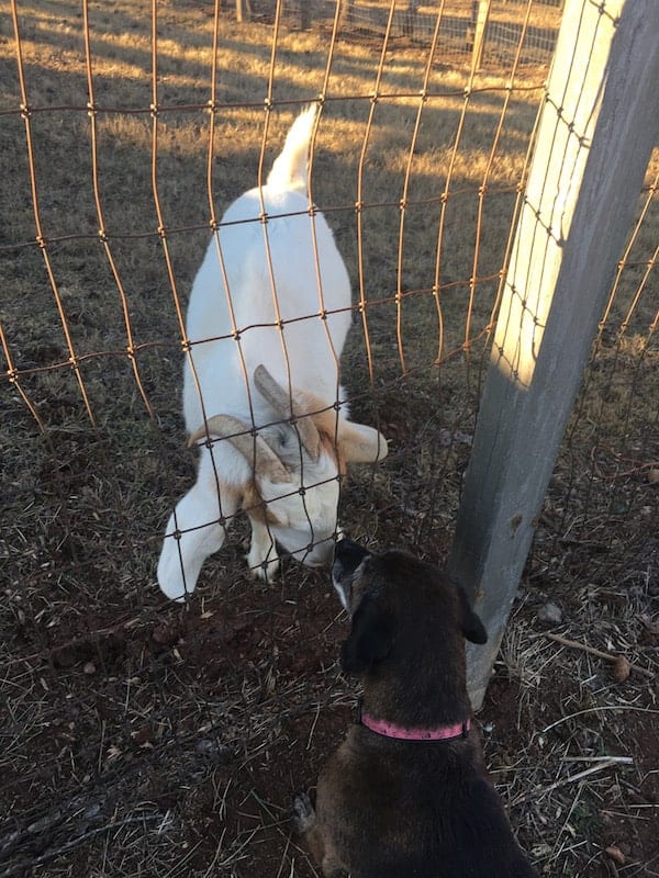 goat and dog sniffing through fence