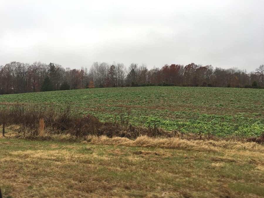 Turnip farm field