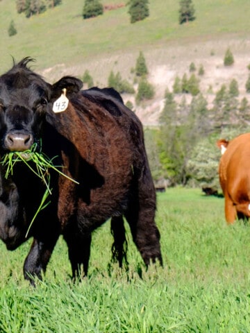 cow standing in pasture with a mouth full of grass