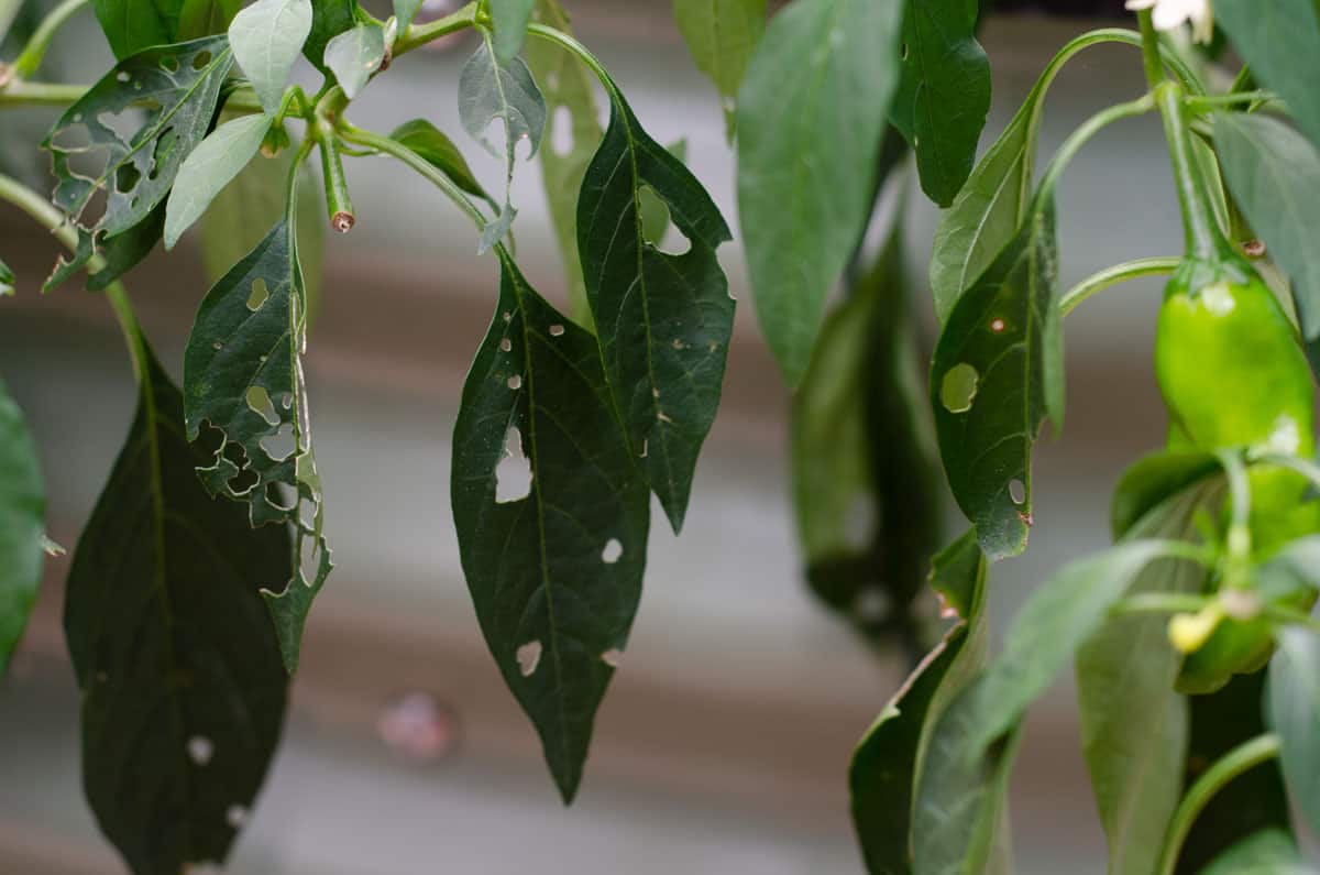 Shishito pepper plant leaves with holes in them eaten by caterpillars
