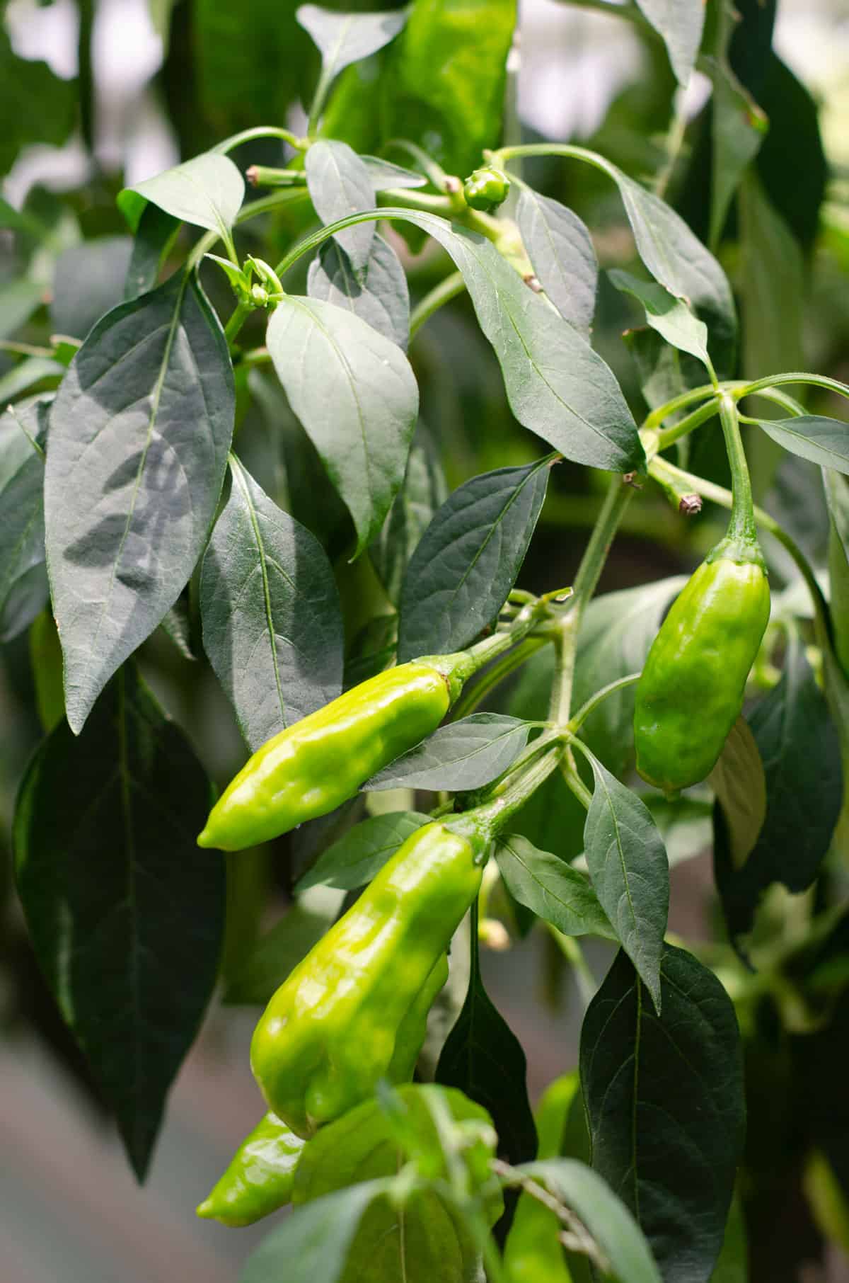 Close up of green shishito peppers growing on a branch
